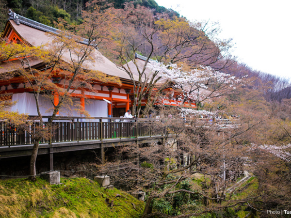 Du lịch Nhật Bản ngắm hoa anh đào 2020: Osaka - Kyoto - Phú Sĩ - Vườn trái cây - Tokyo