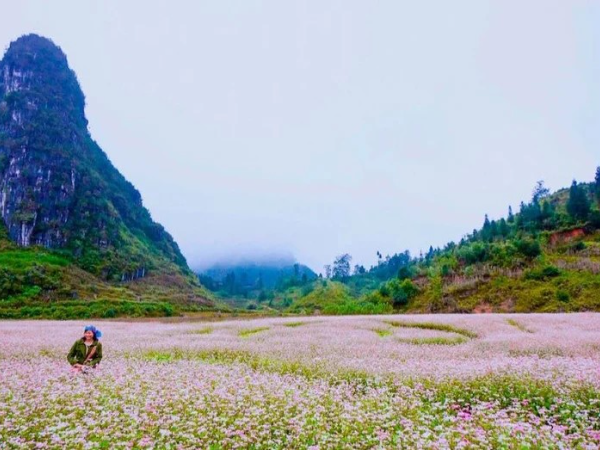 Tour Du Lịch Mộc Châu 2 Ngày 1 Đêm Từ Hà Nội Mới Nhất 2024